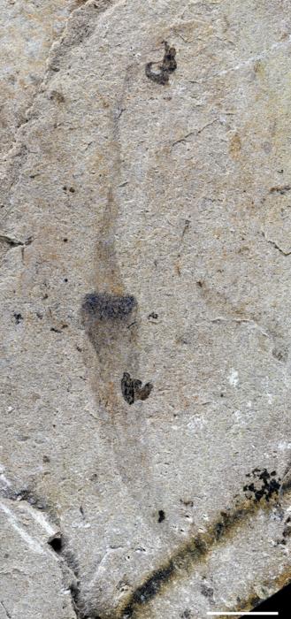A newly-discovered vermiform fossil