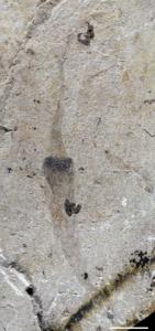 A newly-discovered vermiform fossil
