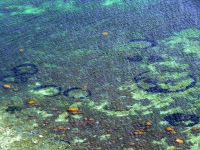 Eelgrass Rings