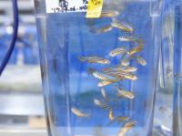 Swimming Zebrafish