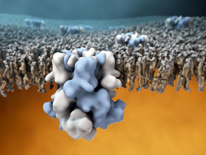 TRPM8 Structure