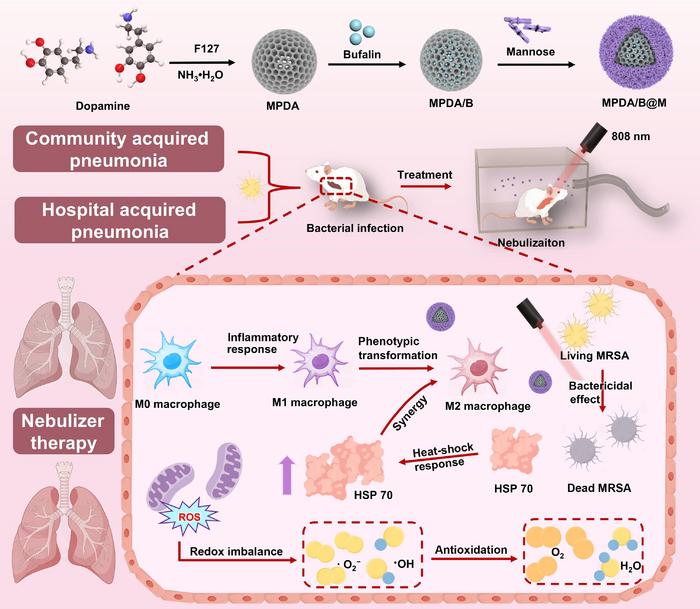 The schematic diagram of MPDA/B@M in treating staphylococcus aureus infectious pneumonia.