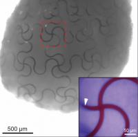 Cyborg Organoid