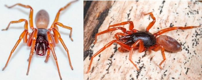 Deciphering the mechanisms of genome size evolution