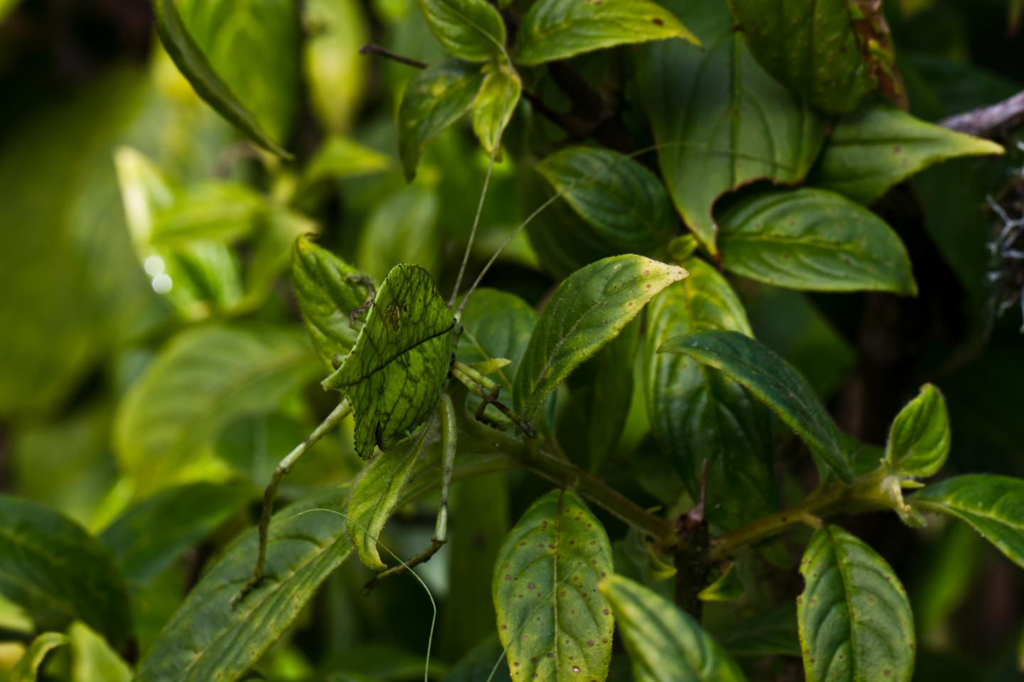 Female in Situ