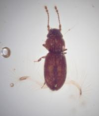 Featherwing Beetle