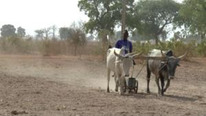 Senegalese farmer plowing a millet field