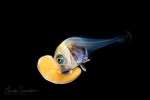 bramidae-anemone_Linda_Ianniello