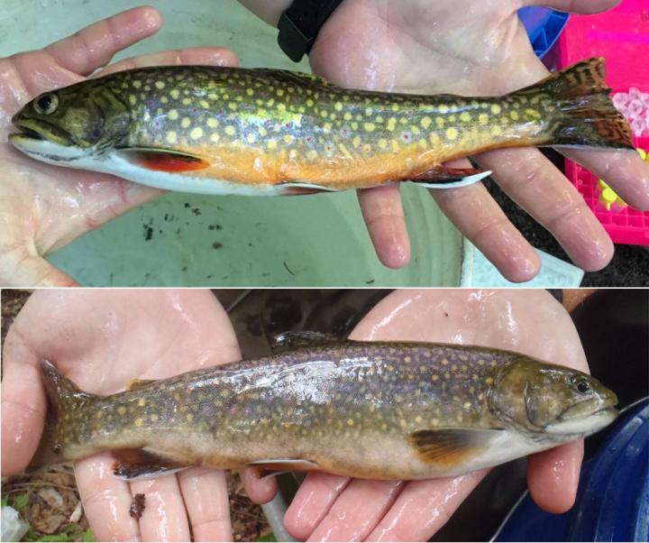 Trouts