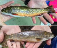 Trouts