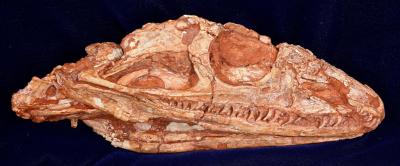 Varanodon