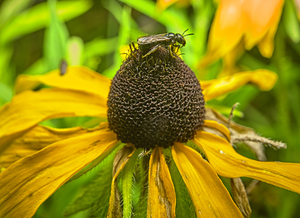 female_Ceratina_on_Rudbeckia_laciniata_credit_Rosenthall.jpg
