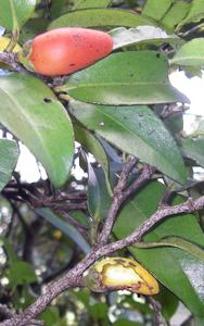 Hawaiian lama trees (Diospyros sandwicensis)