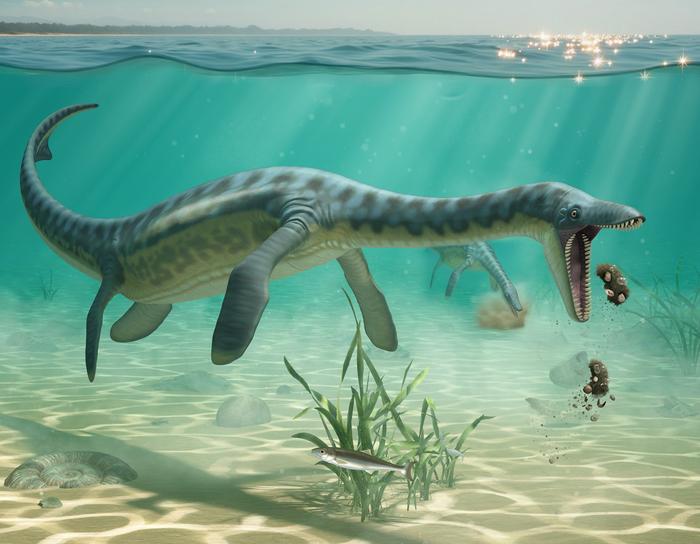 Artist's impression of plesiosaurs feeding on the sea floor