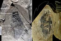 Complete Fossil of Cambroraster falcatus
