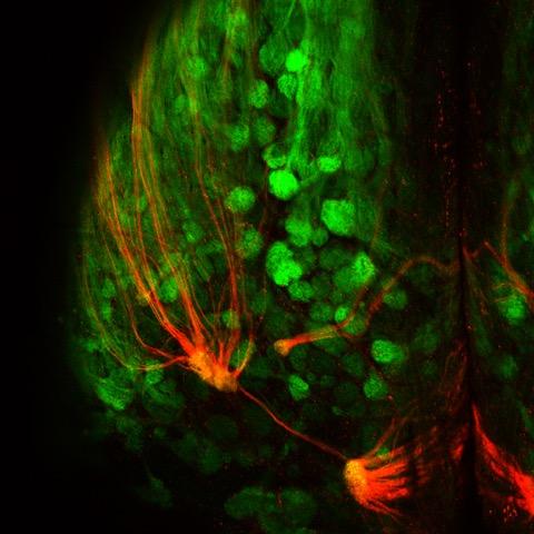 Mouse Olfactory System