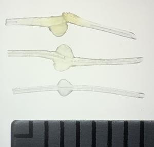 Photographic comparison of MicroShunt illustrating size changes