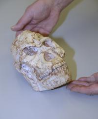 Little Foot Skull