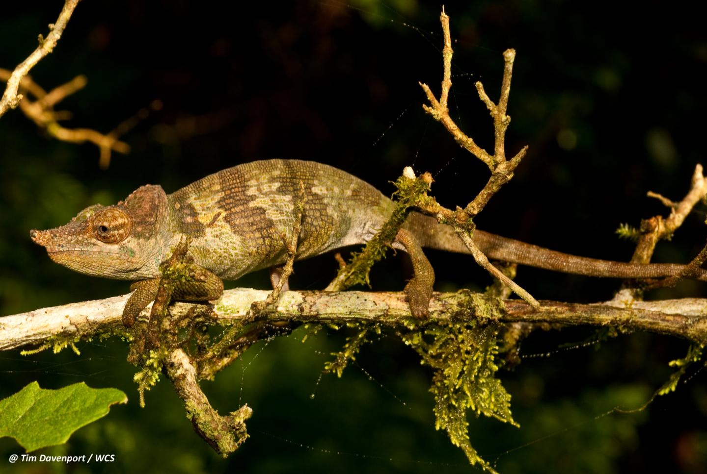 New Chameleom