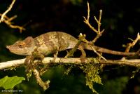 ニッタンプロフ確認　Chameleons of Africa ニッタンプロフ確認 Chameleons of Africa ニッタンプロフ確認