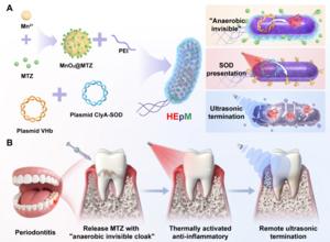 How the engineered HEpM remodel the periodontal microenvironment.