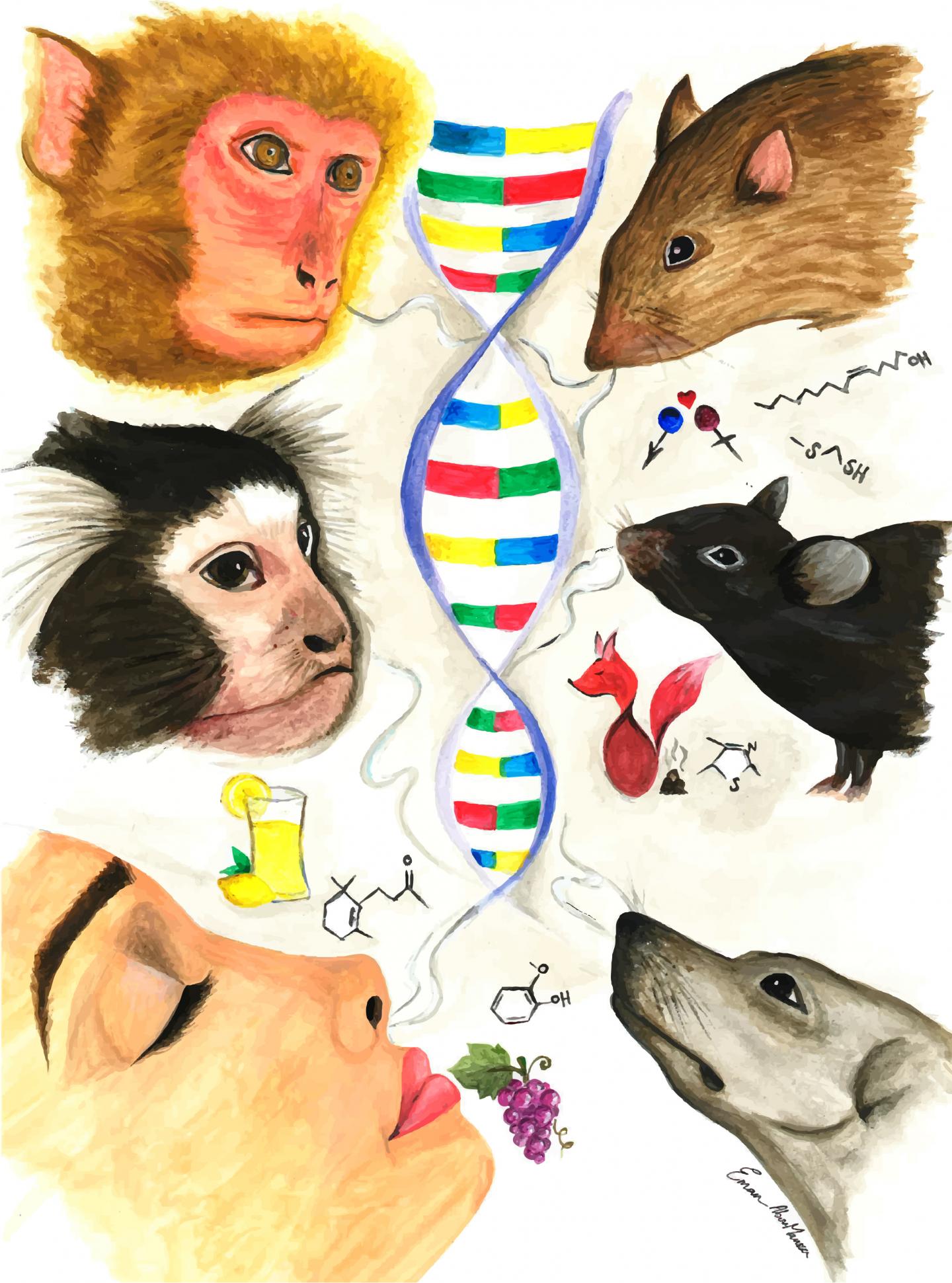 Rna Sequencing Analysis Uncovers Clues into the Evolution of Mammalian Smell (1 of 1)