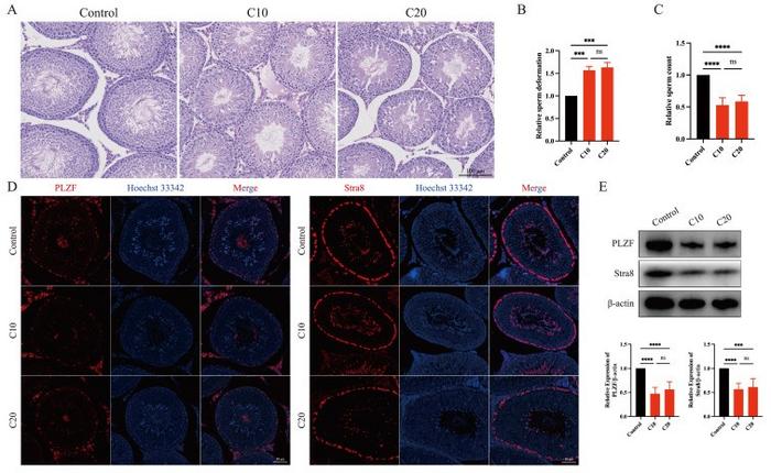 The toxic effects of chlorpyrifos exposure on spermatogenesis dysfunction.