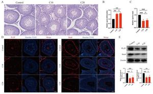 The toxic effects of chlorpyrifos exposure on spermatogenesis dysfunction.