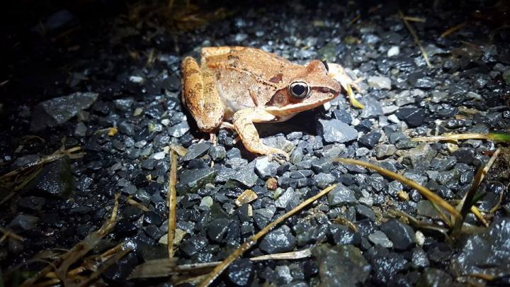 Wood Frog