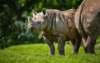 Captive Black Rhino