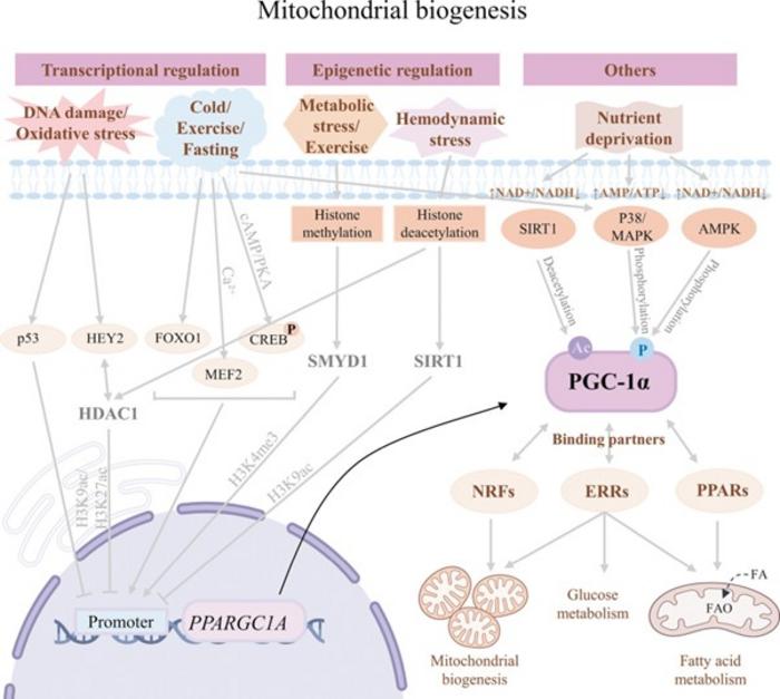 Molecular mechanisms behind Mitochondrial biosynthesis and activity control