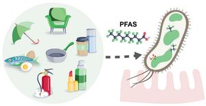 Gut microbes could protect us from toxic ‘forever chemicals’