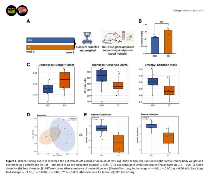 Wheel running exercise modified the gut microbiota composition in adult rats
