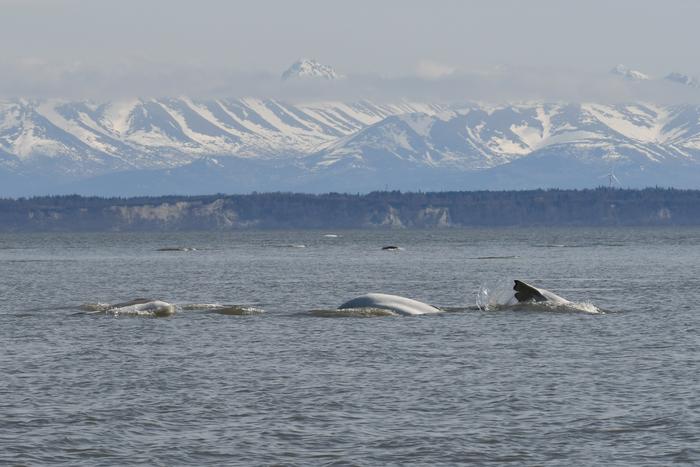 Cook Inlet belugas