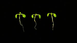 Coevolution of the microbiome with its host plant supports environmental adaptation