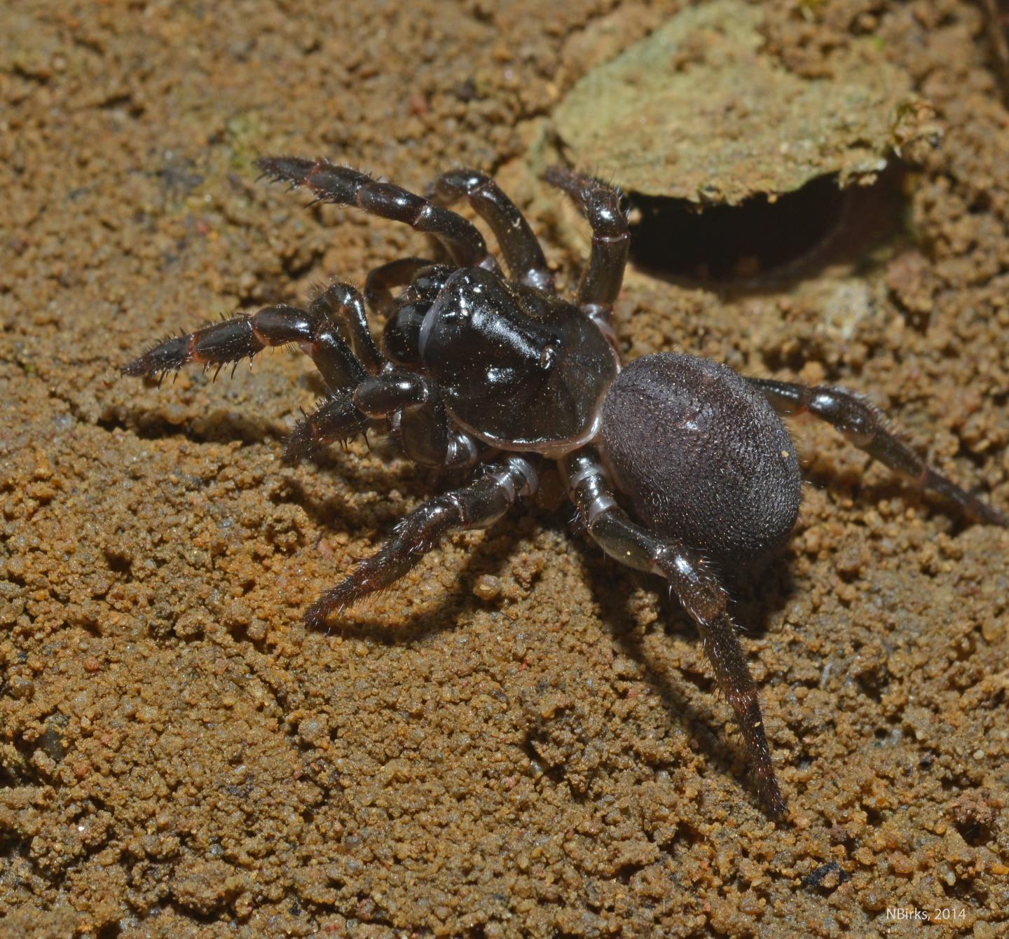 Trapdoor Spider