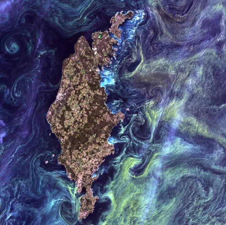 A Plankton Bloom Swirls in Dark Water