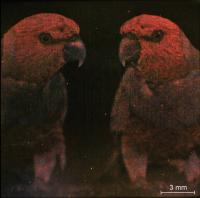 Parrot2