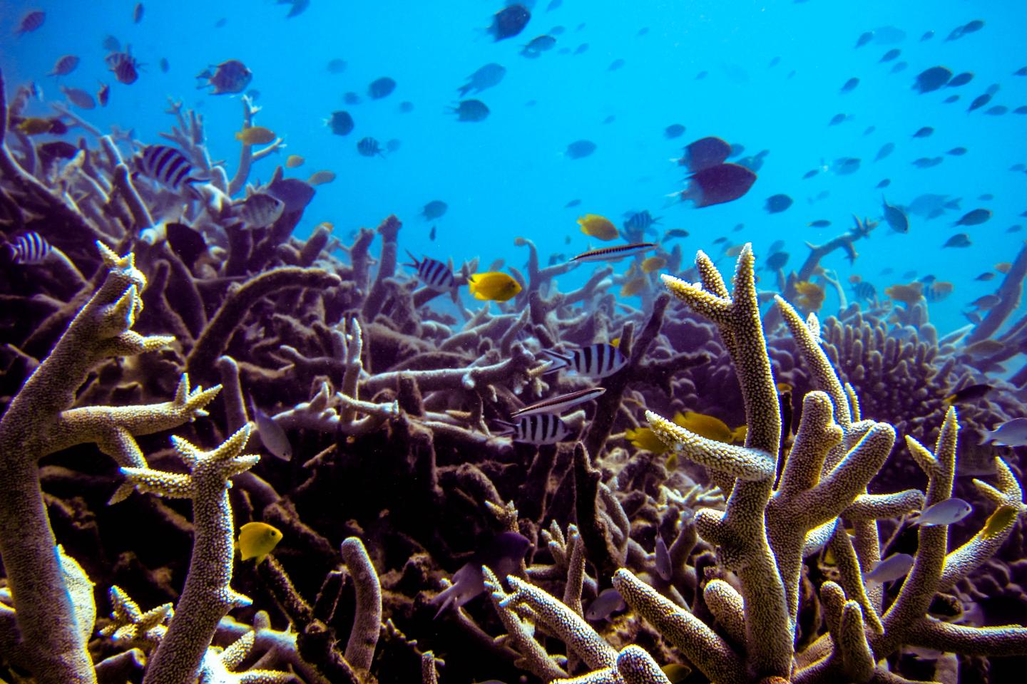 Trawler Reef