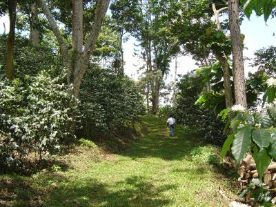 Shade Coffee Farm in Chiapas, Mexico