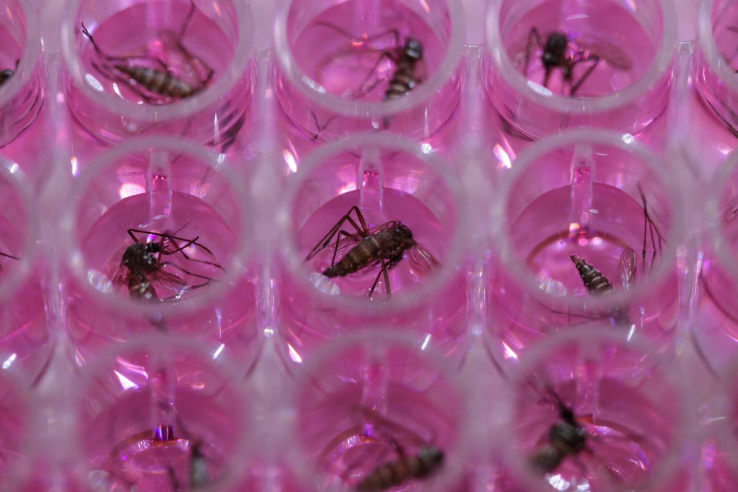 Activating the Mosquito Immune System