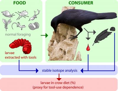 Tools Give Crafty Crows a Nutritional Advantage (4 of 5)
