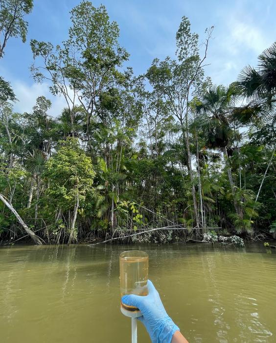 Survey of vulnerable Amazonian manatees using environmental DNA (eDNA): A method for survey in remote field settings