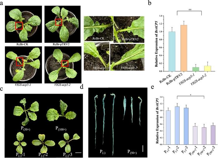 BrRCO negatively regulated BrACP5 to regulate leaf lobe formation.