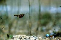 Ground-Nesting Wasp (<i>Cerceris arenaria</i>)