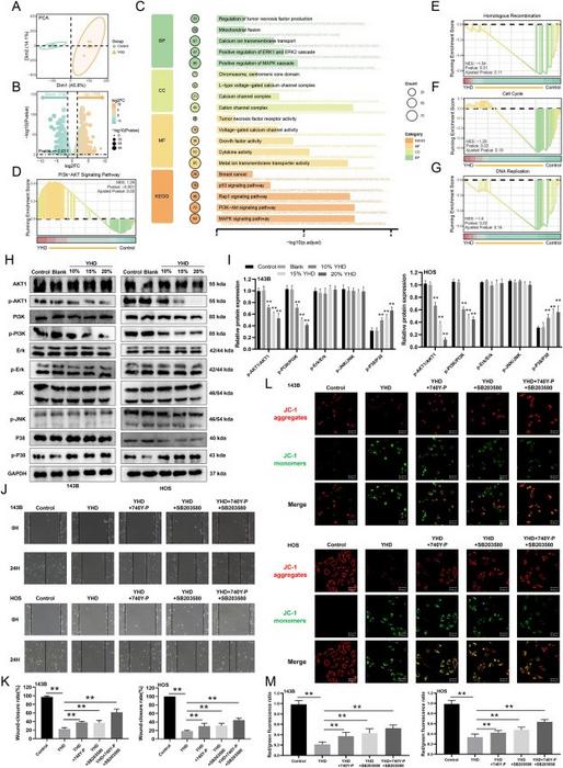 YHD exerts anti-tumor effects on osteosarcoma (OS) cells through the PI3K/AKT and p38 signaling pathways