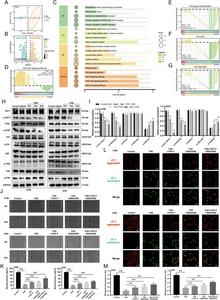 YHD exerts anti-tumor effects on osteosarcoma (OS) cells through the PI3K/AKT and p38 signaling pathways