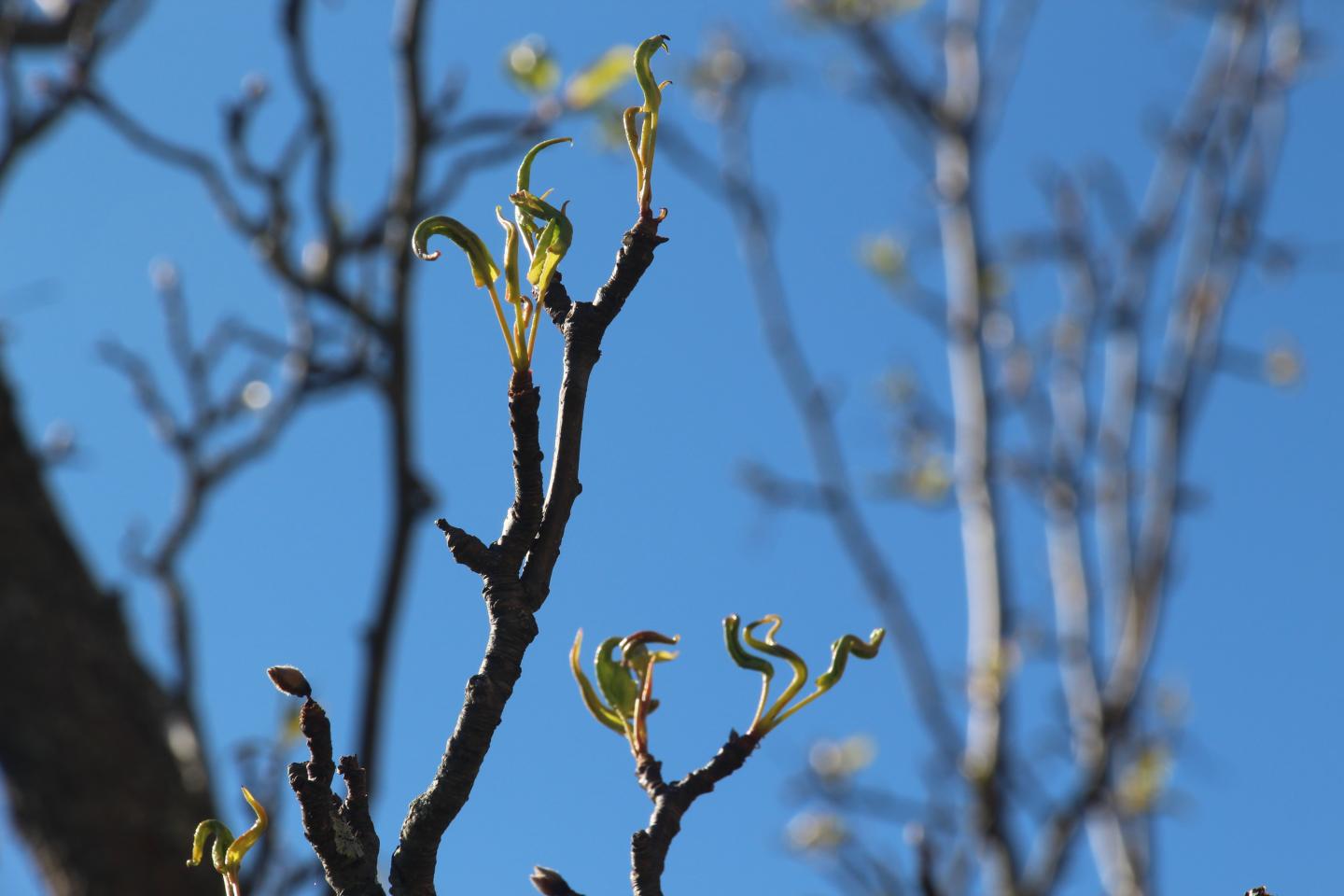 Spring Trees in Bloom