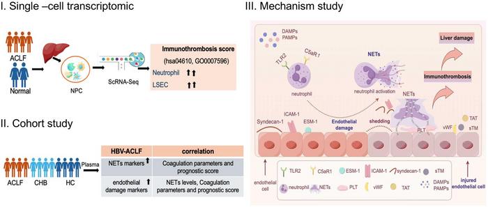 Single-cell Sequencing Reveals Neutrophil Extracellular Traps in Association with Endotheliopathy and Immunothrombosis in Hepatitis B Virus-related Acute-on-chronic Liver Failure