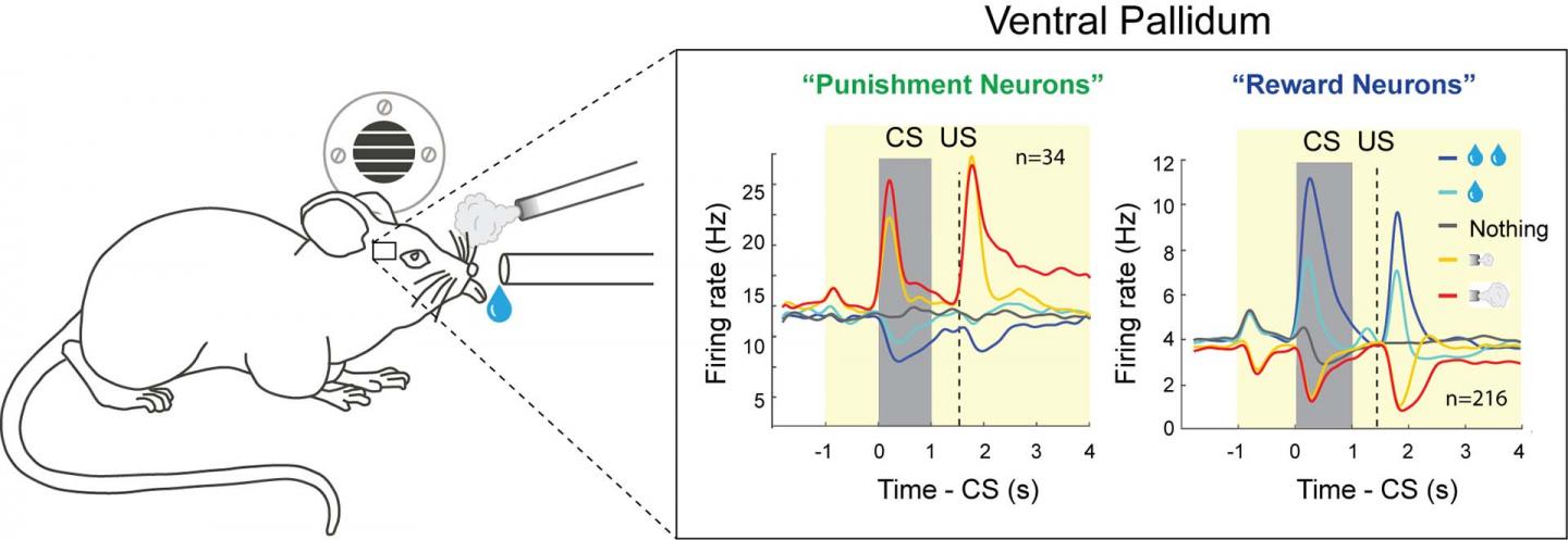Ventral Pallidum Diagram Bo Li
